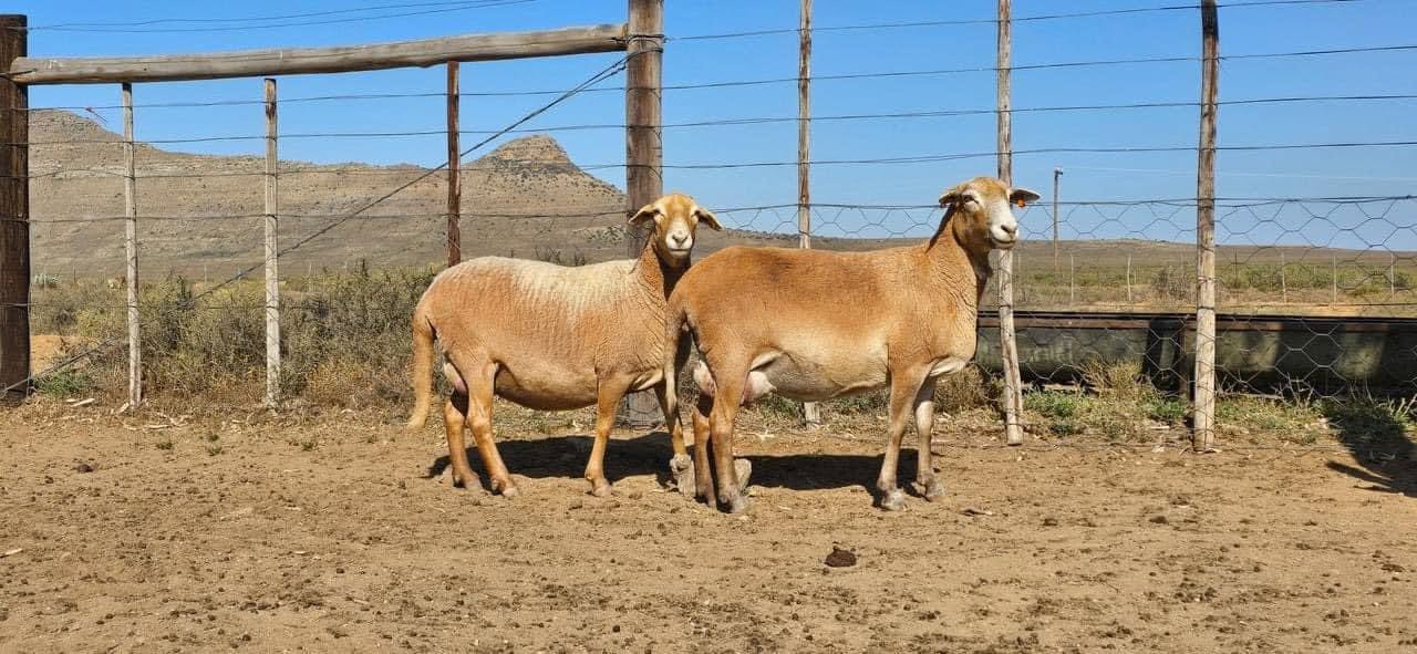 Meatmaster Sheep
