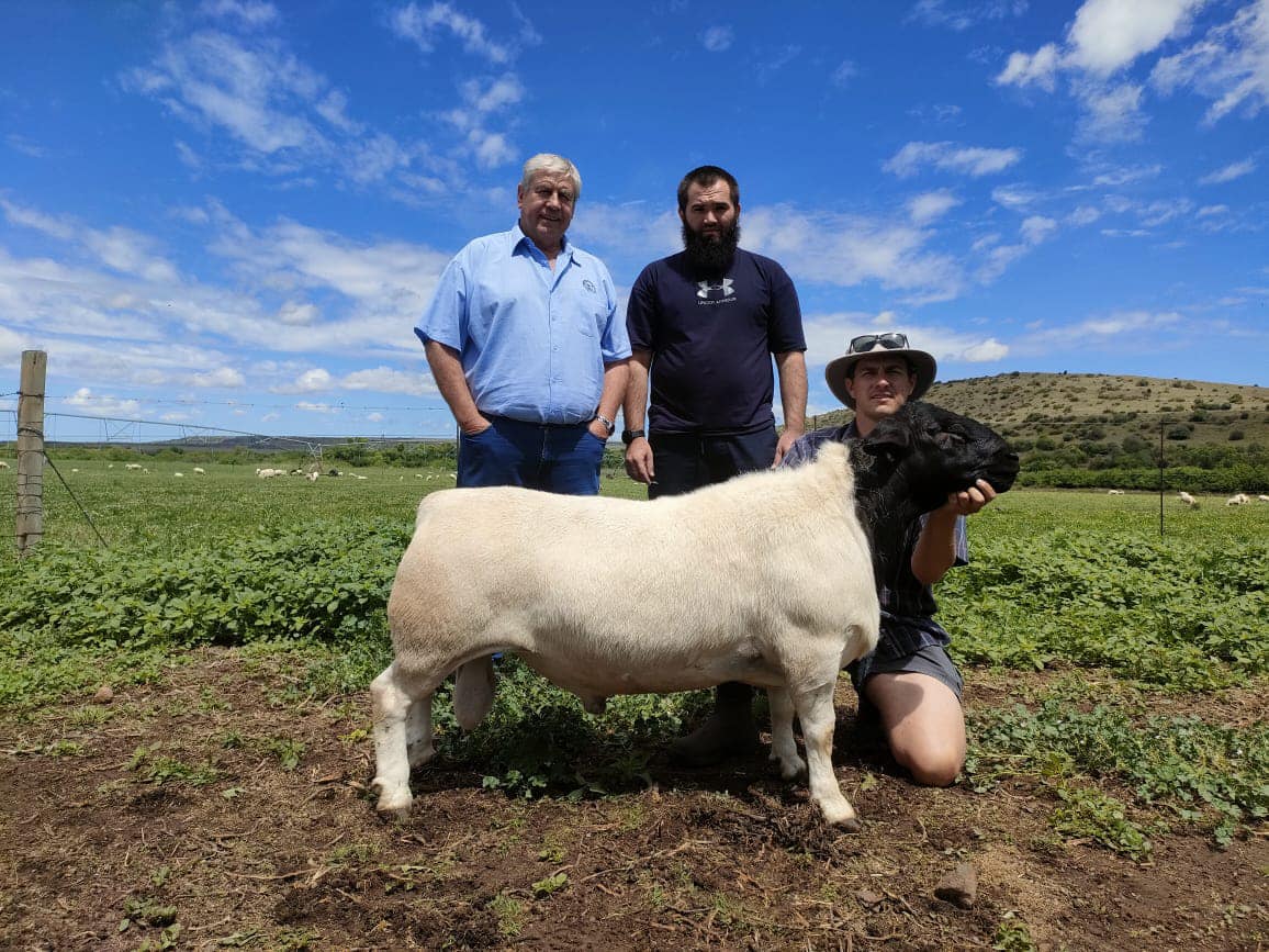 Dorper Sheep