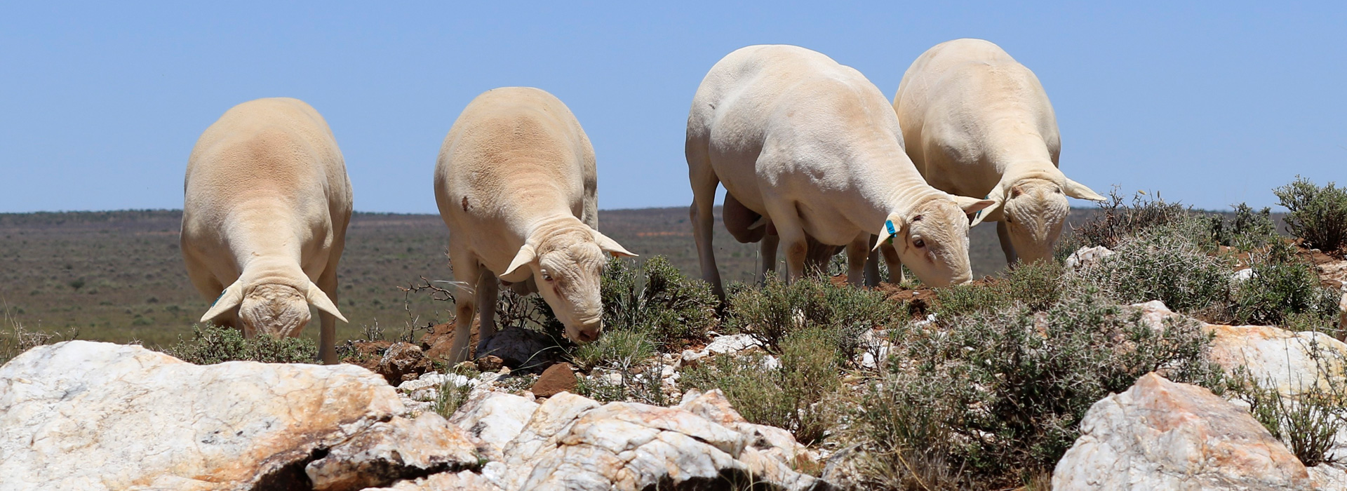 White Dorper Sheep