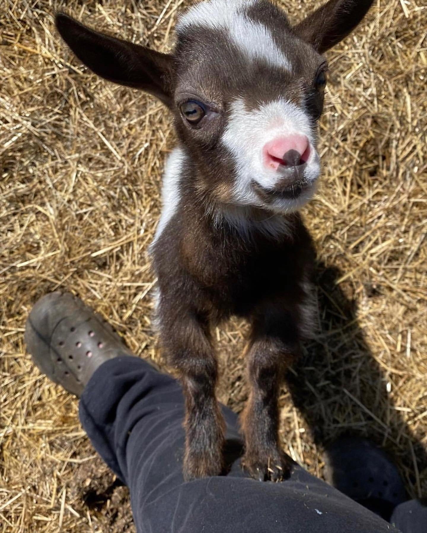 Pygmy Goat