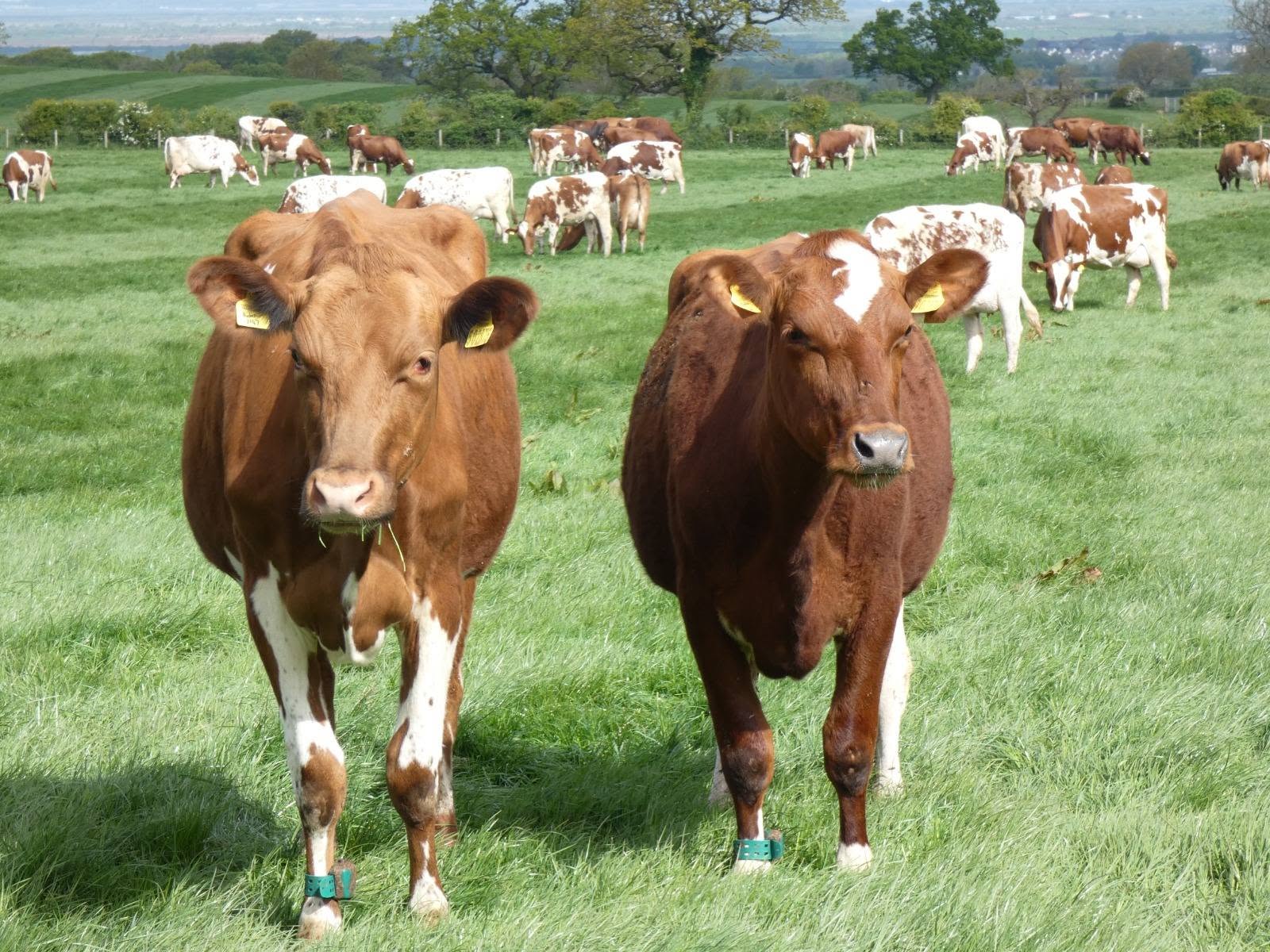 Premium Ayrshire Dairy Cattle
