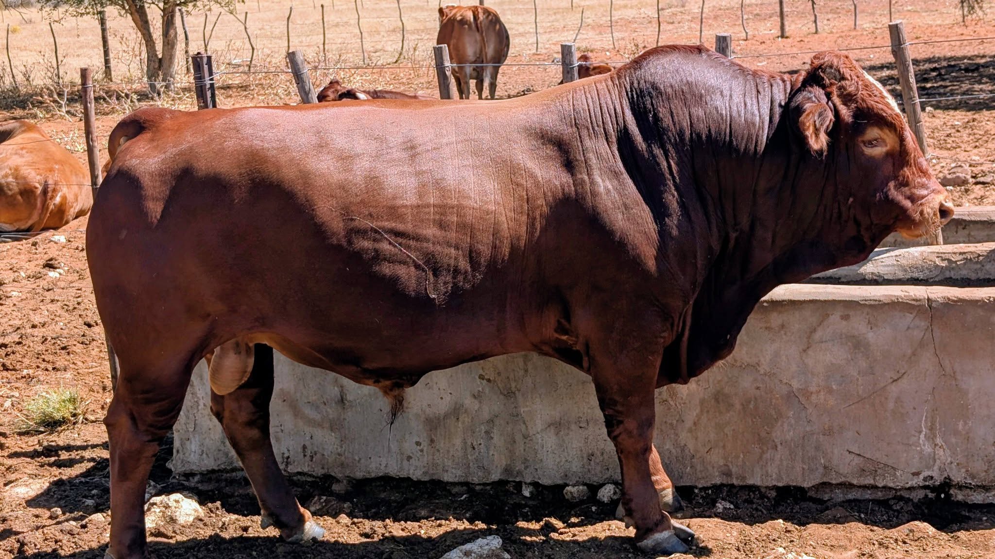 Simbra Cattle