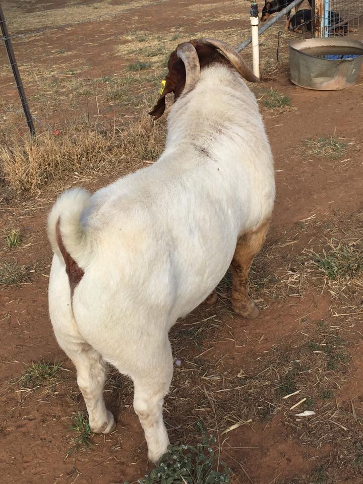 Boer Goat