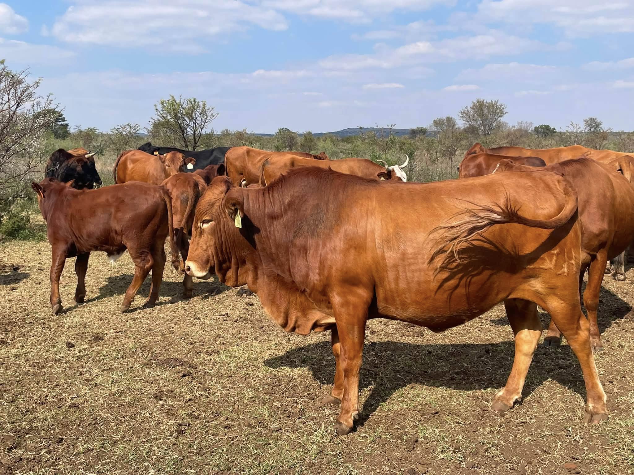 Afrikaner Cattle