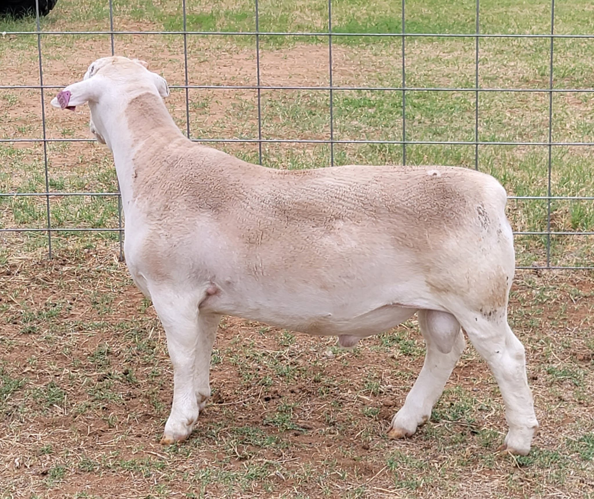Hampshire Sheep