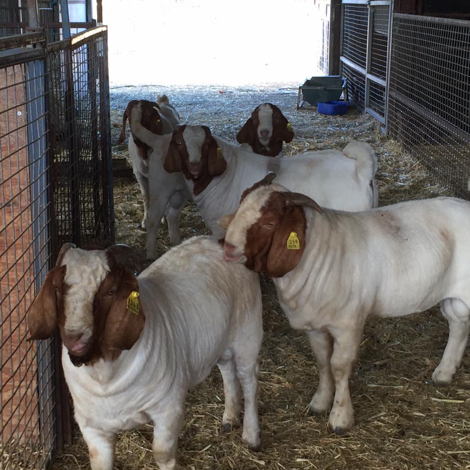 Boer Goat