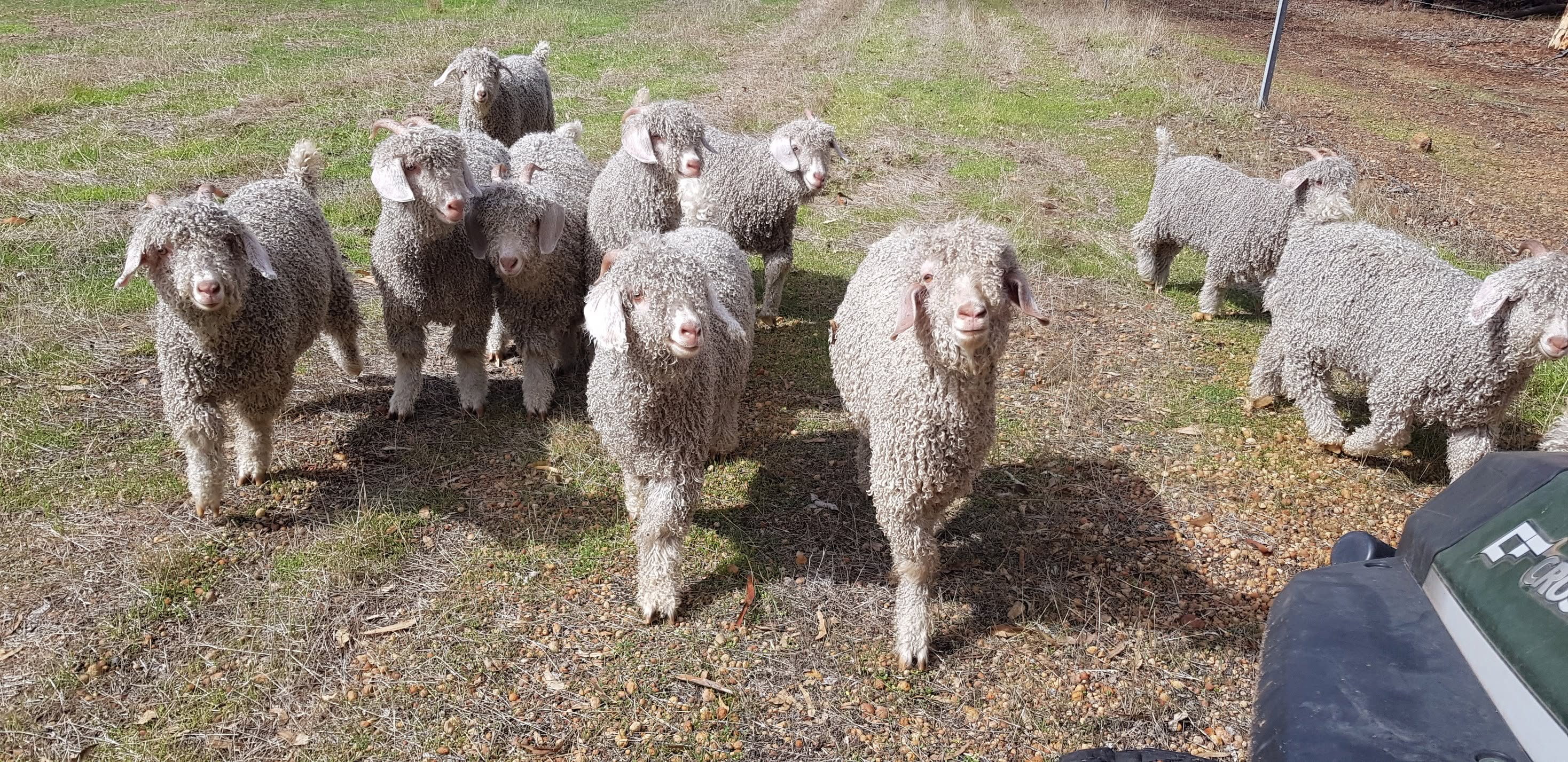 Angora Goat