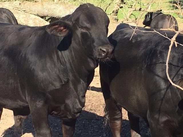 Brangus Cattle