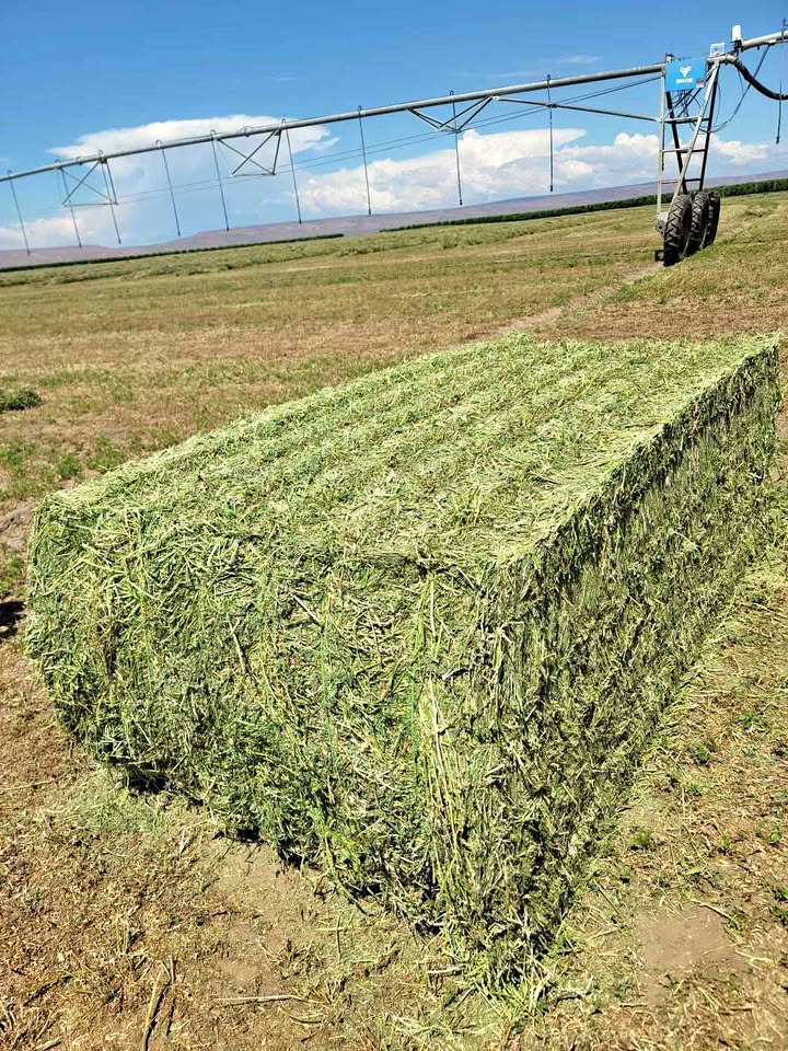 Alfalfa Hay