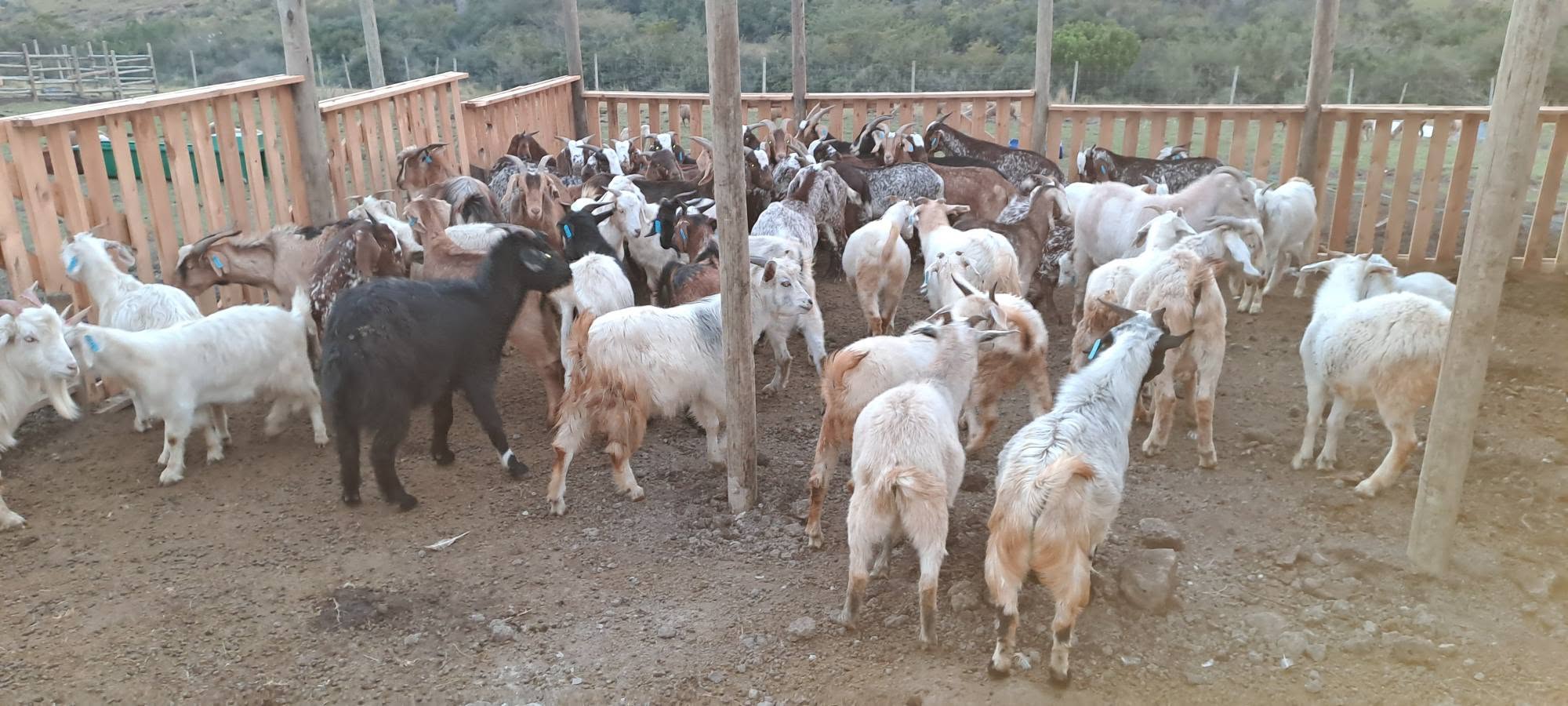 Indigenous Veld Goat