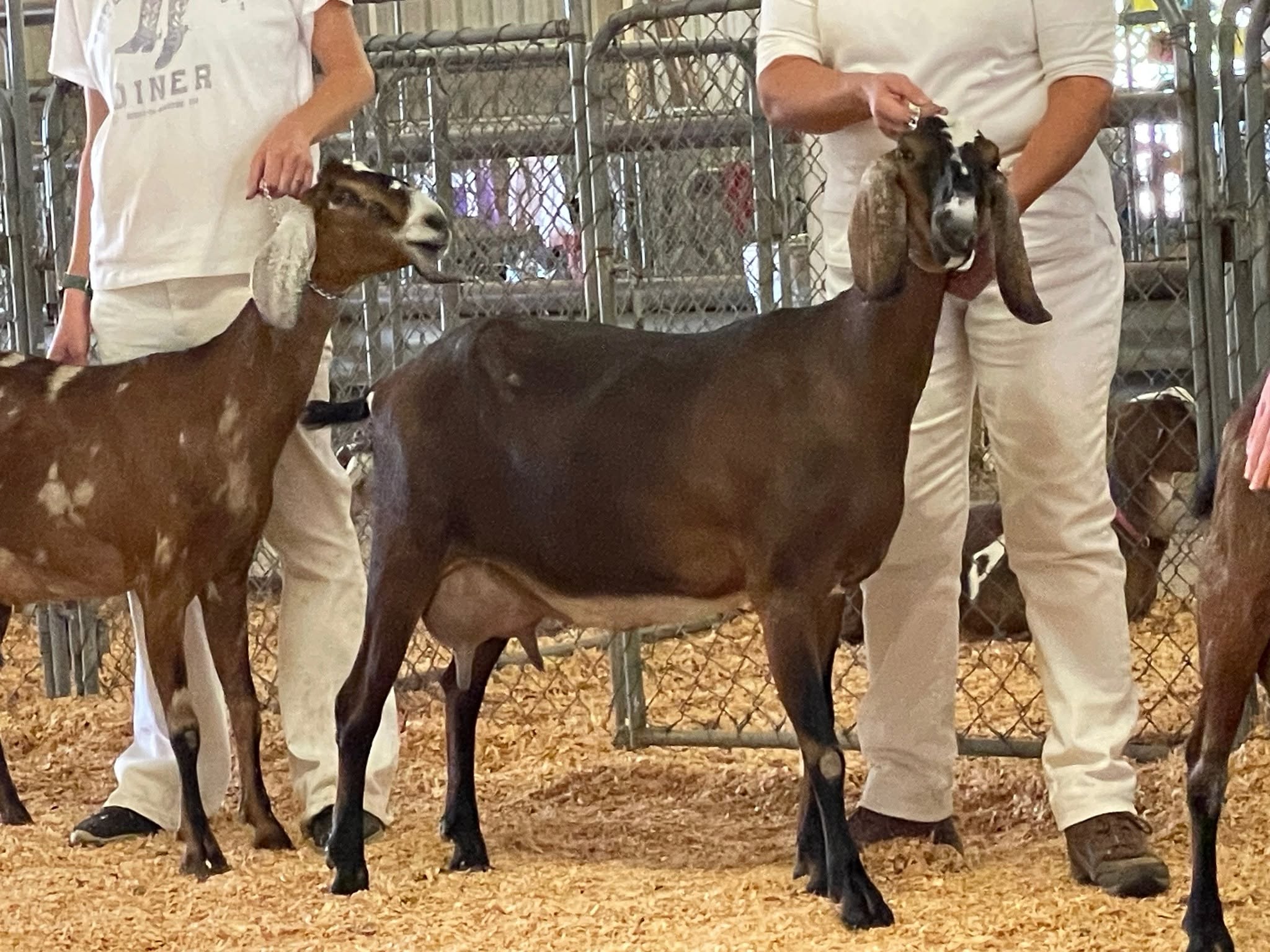 Anglo Nubian Goat