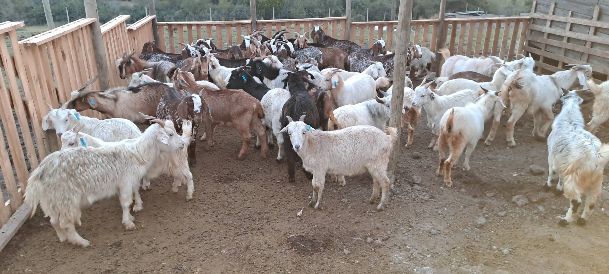 Indigenous Veld Goat