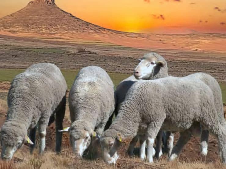 Dohne Merino Sheep