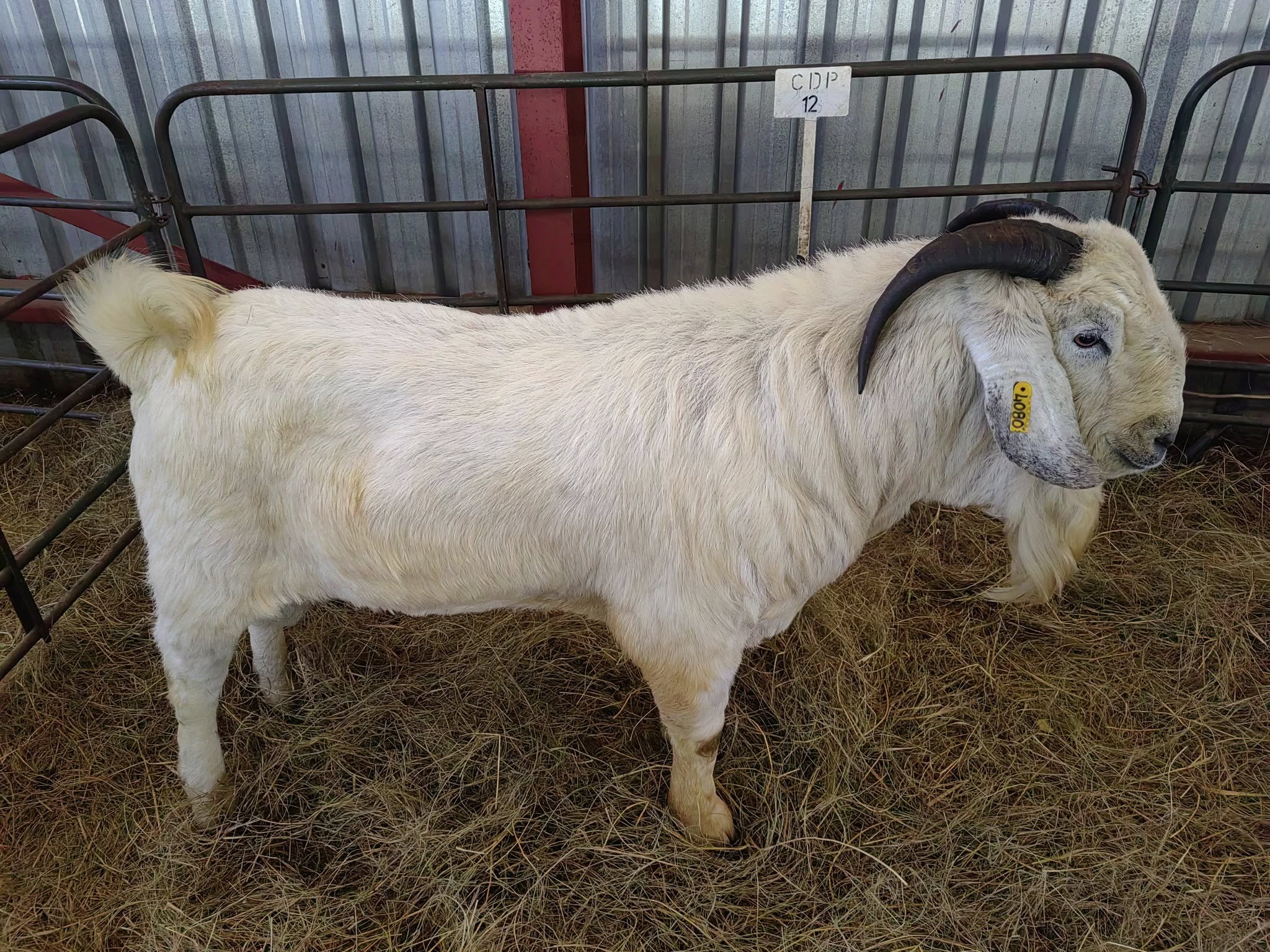 Savanna Goat