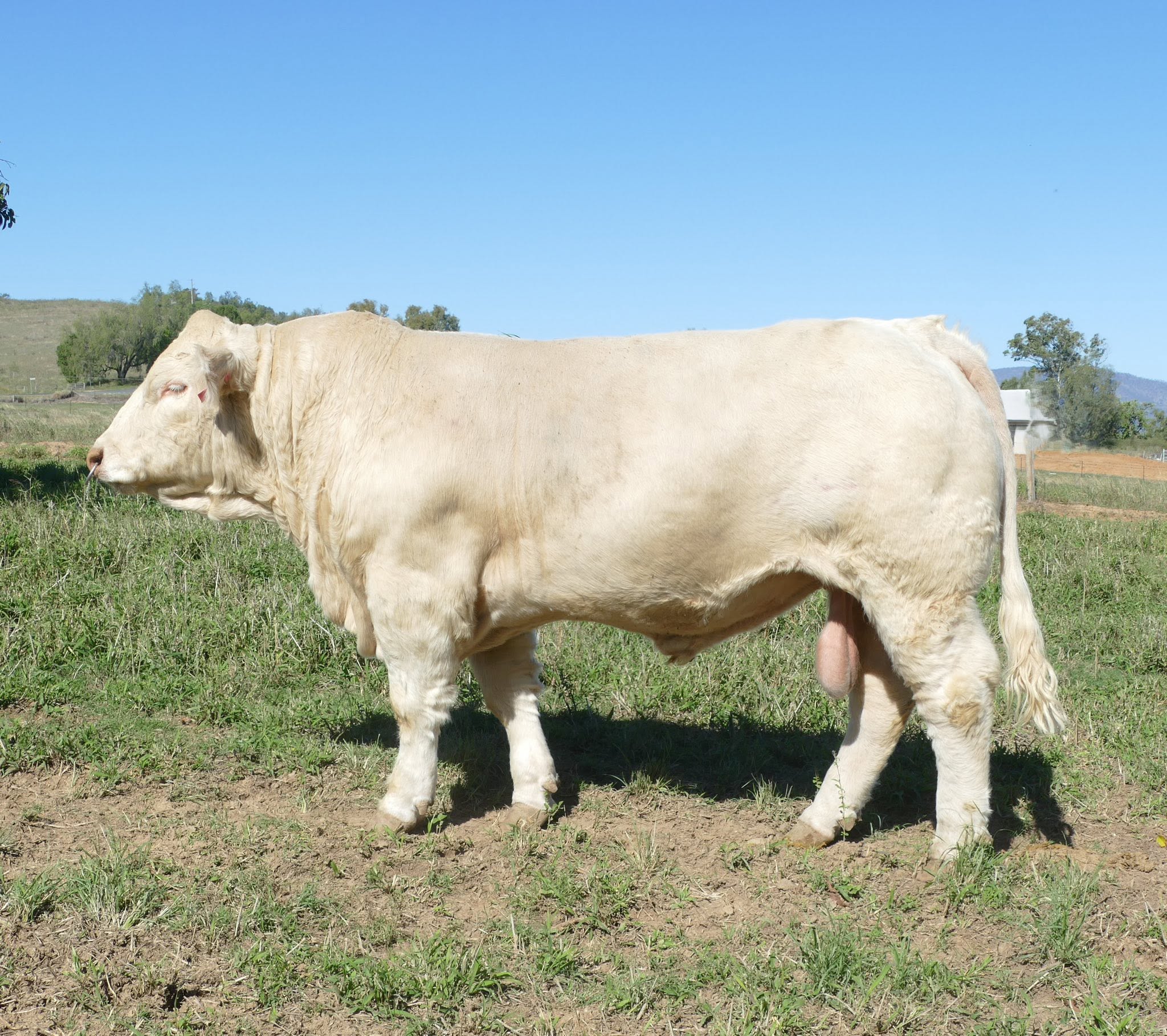 Charolais Cattle