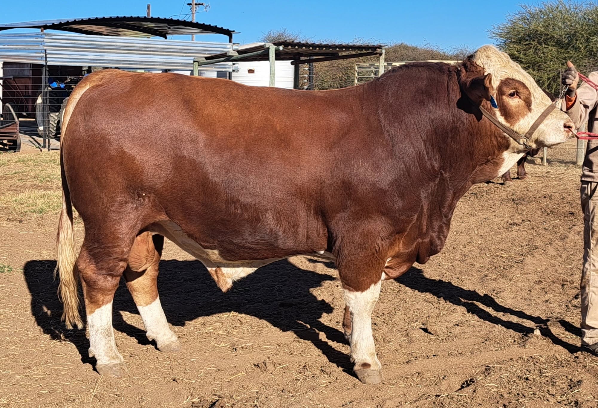 Simmentaler Cattle