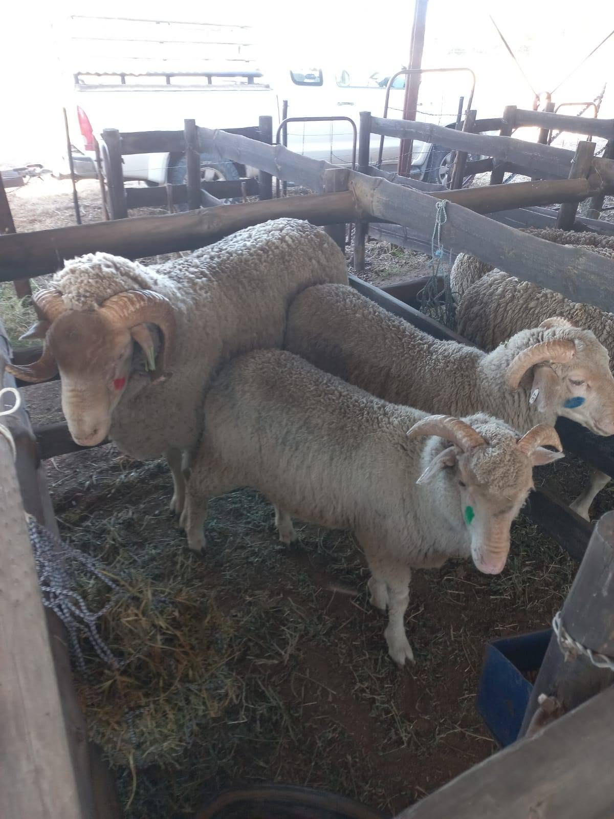 Merino Sheep