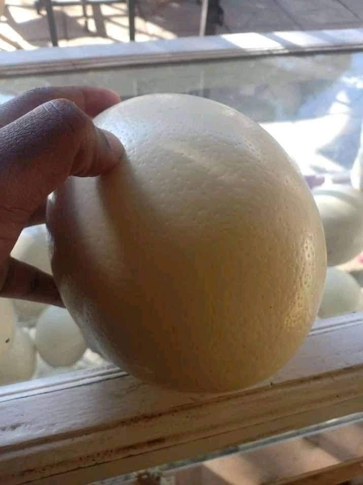 Ostrich Eggs