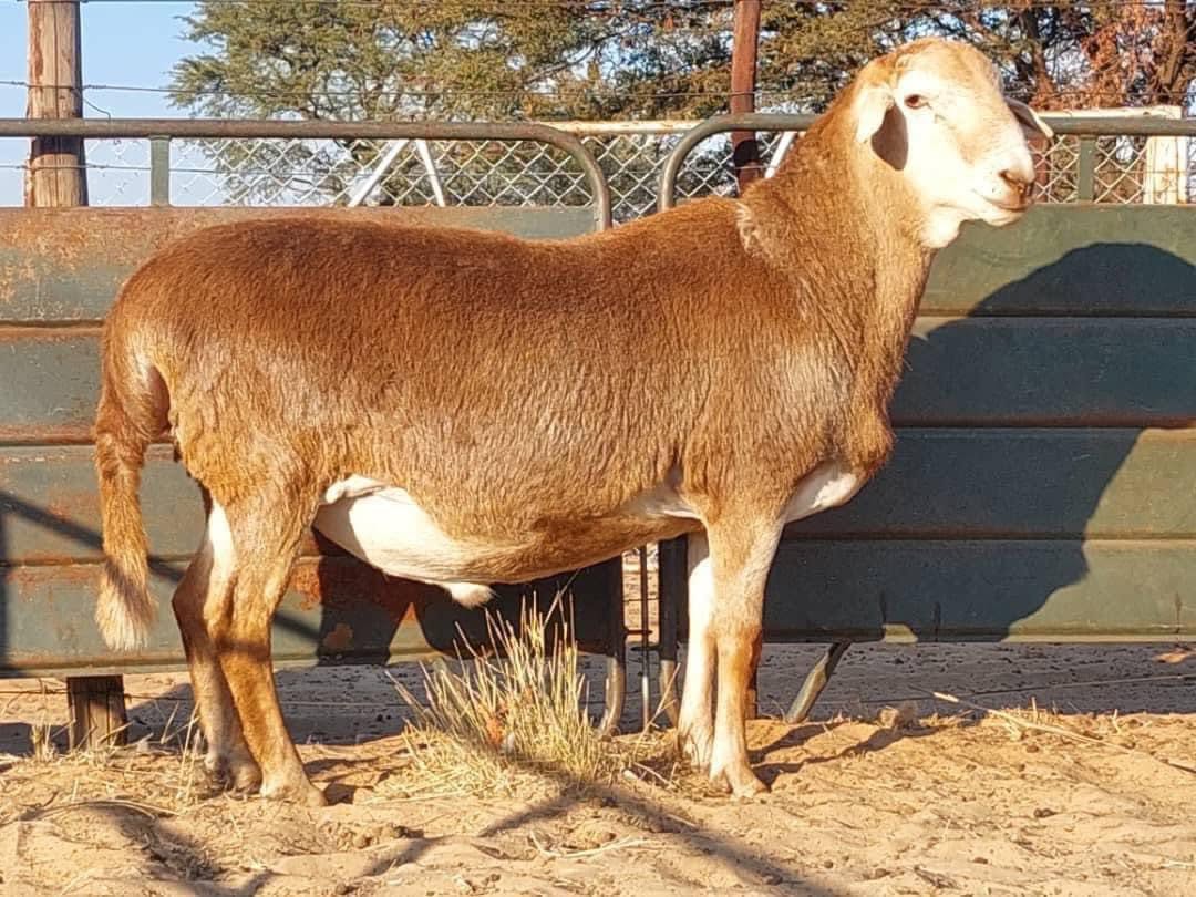 Meatmaster Sheep