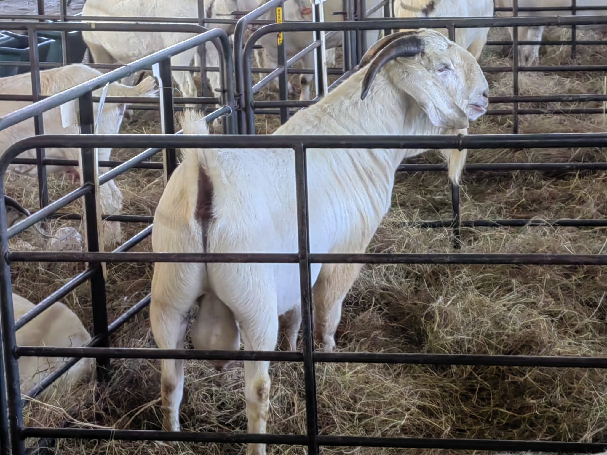 Savanna Goat