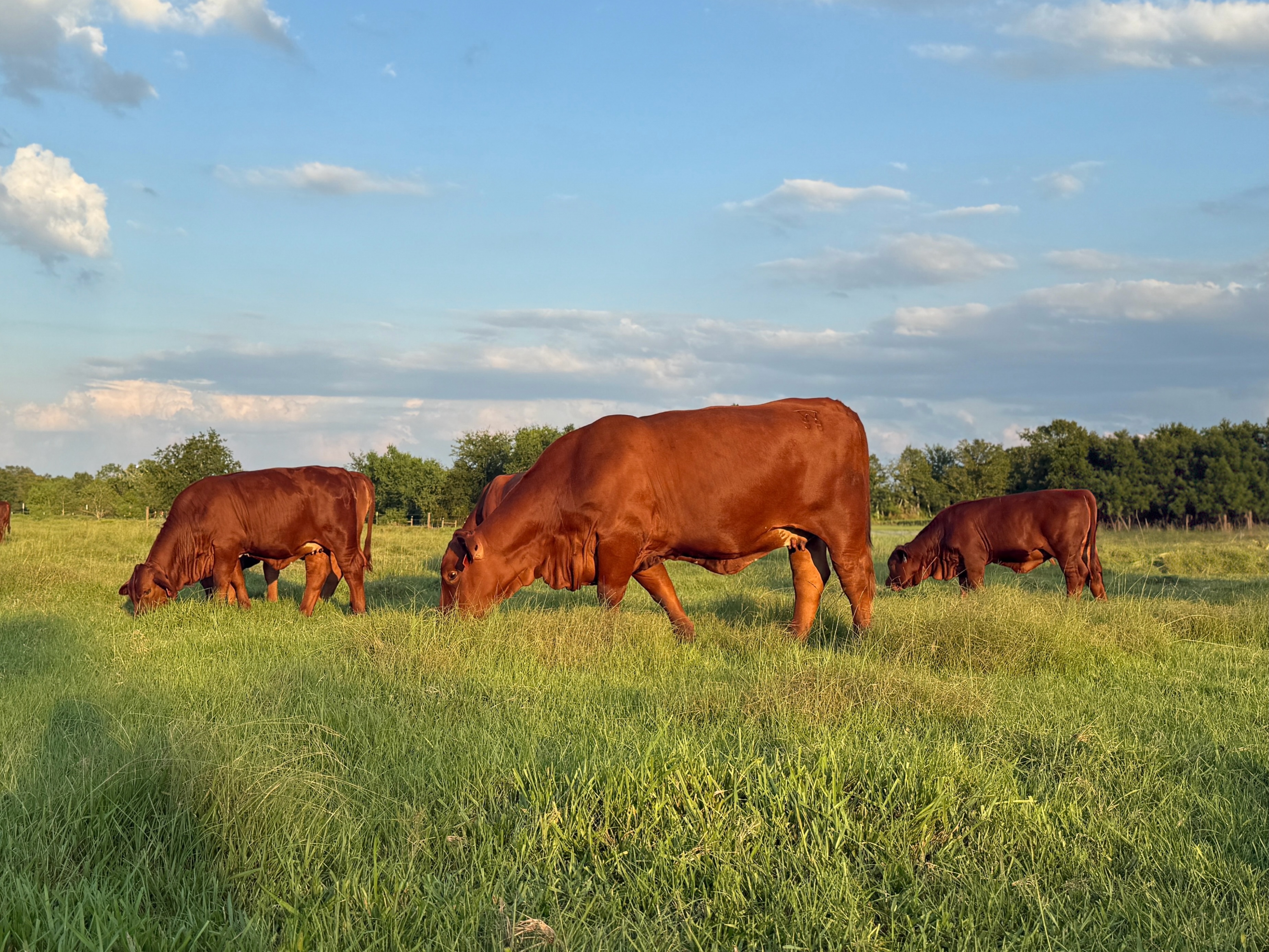Beefmaster Cattle