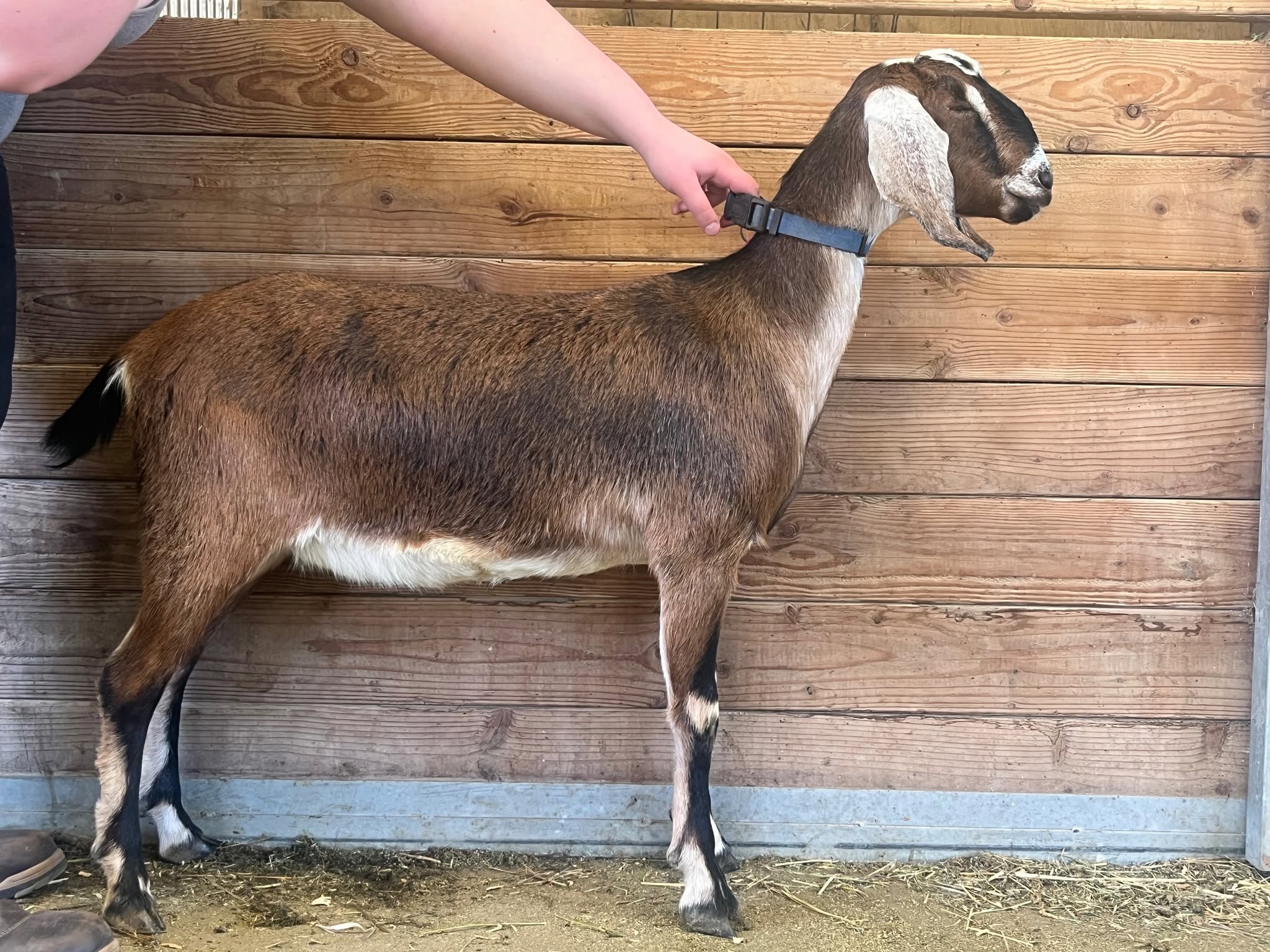 Anglo Nubian Goat