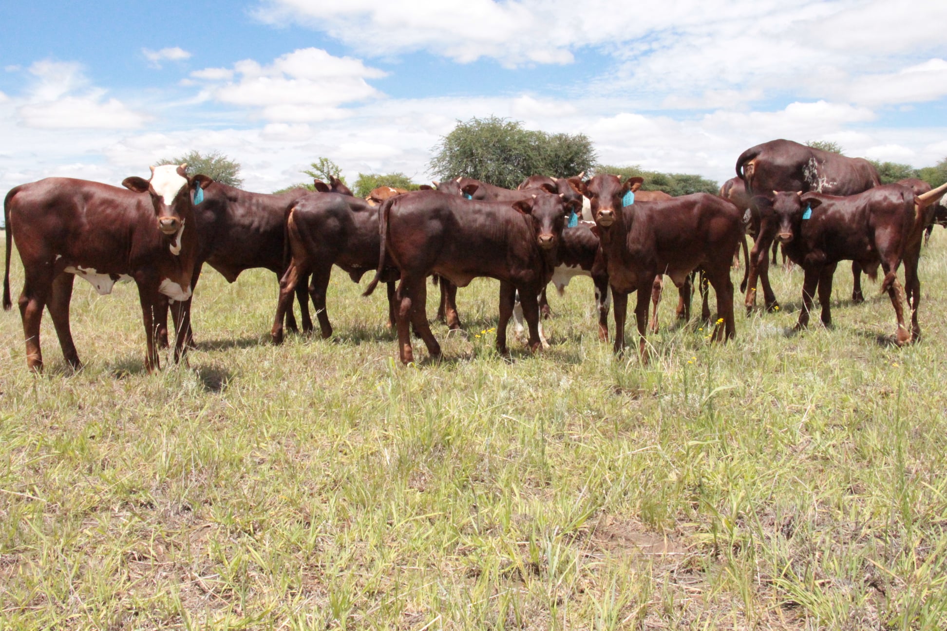 Ankole Cattle