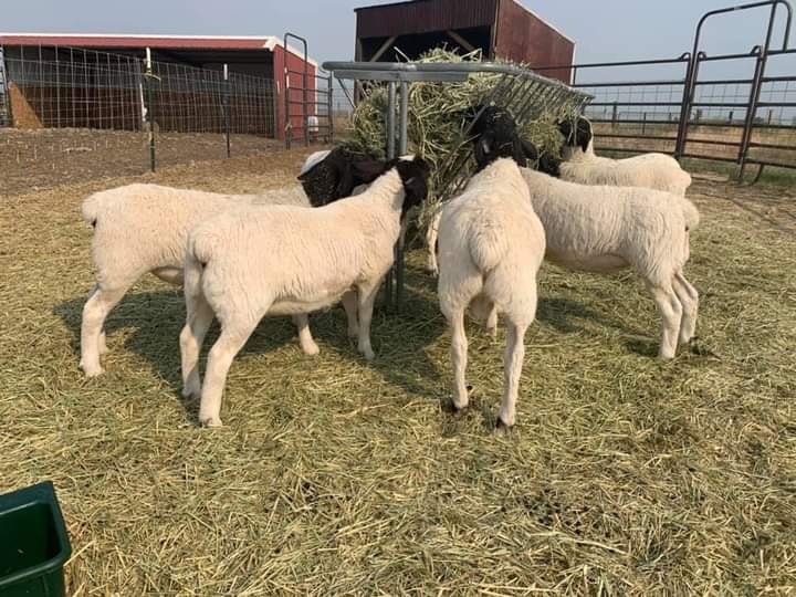 Dorper Sheep