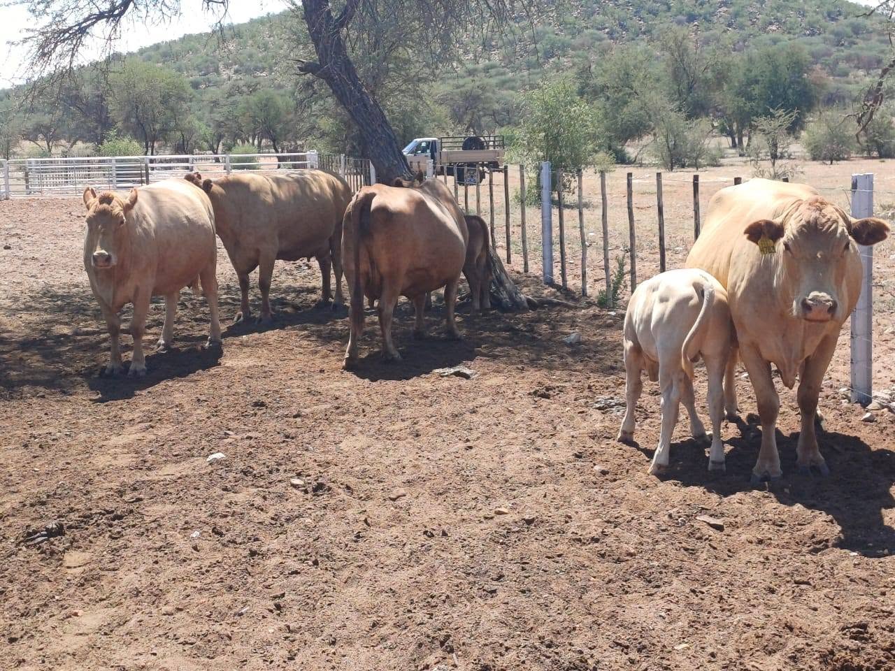 Tuli Cattle