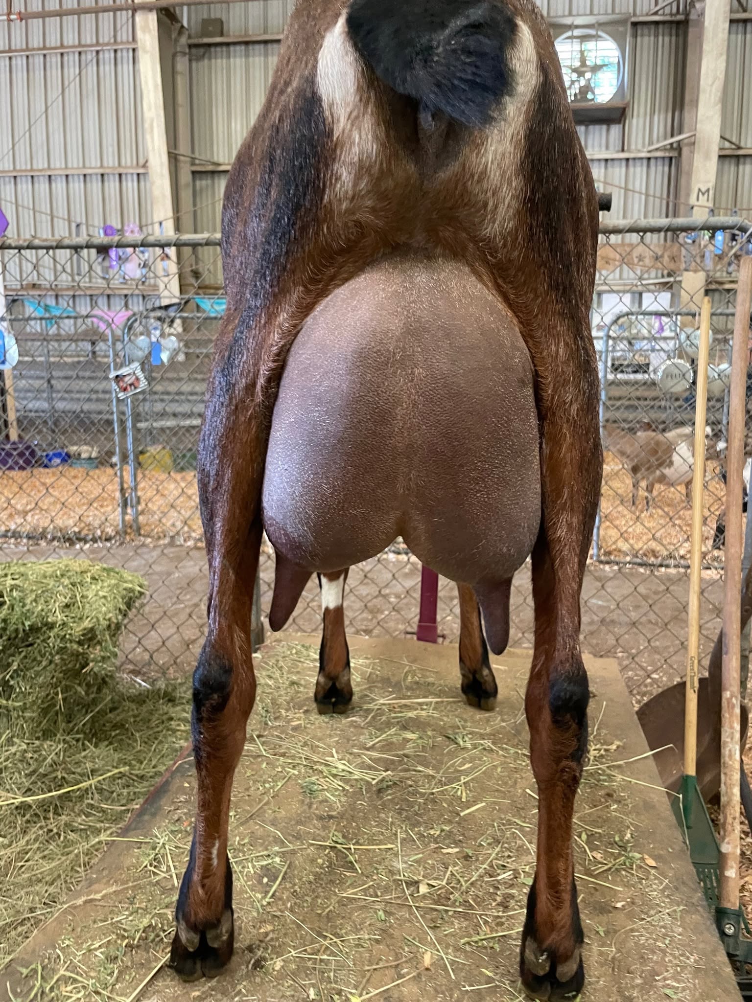 Anglo Nubian Goat