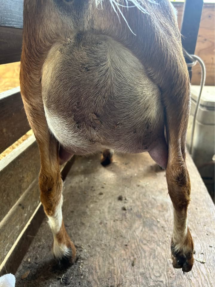 Anglo Nubian Goat