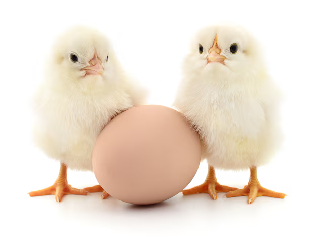 Premium Hatching Eggs