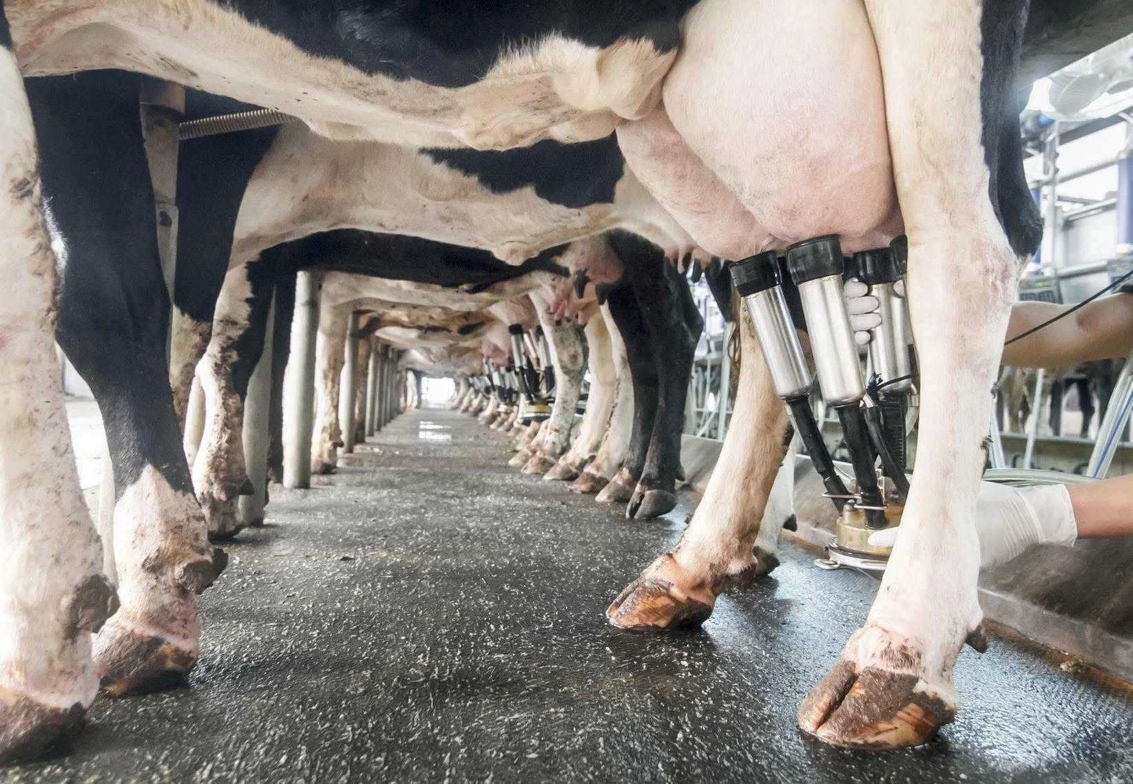 Holstein Dairy Cow